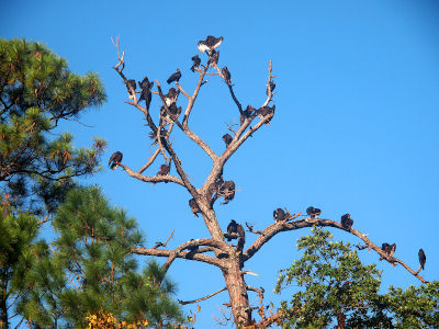 [A large southern pine tree with no needles has 23 turkey vultures perched along the branches. One vulture at the top has its wings partially spread revealing white feathers under the black ones. White feathers are visible on one other bird, but all the rest appear to be all black. The trees surrounding this one do have green needles. The sky is blue with no clouds.]